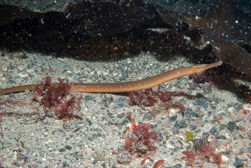 Bernard Picton, iNaturalist