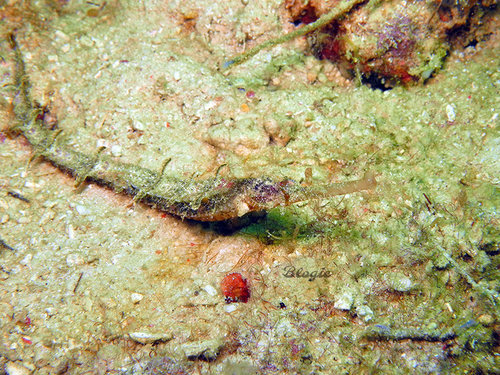 Blogie Robillo, iNaturalist