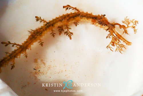 Kristin Anderson, iNaturalist