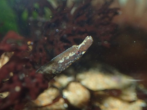 Julien Renoult, iNaturalist