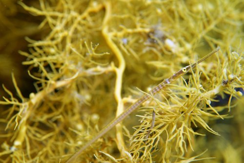 David Muirhead, iNaturalist