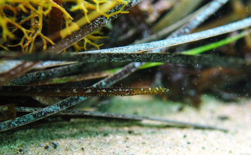 David Muirhead, iNaturalist