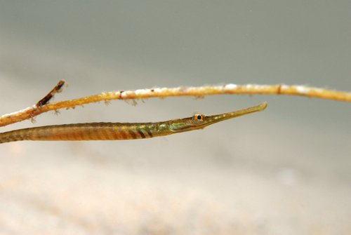 David Muirhead, iNaturalist