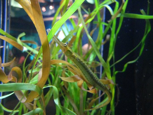 Claire H., iNaturalist