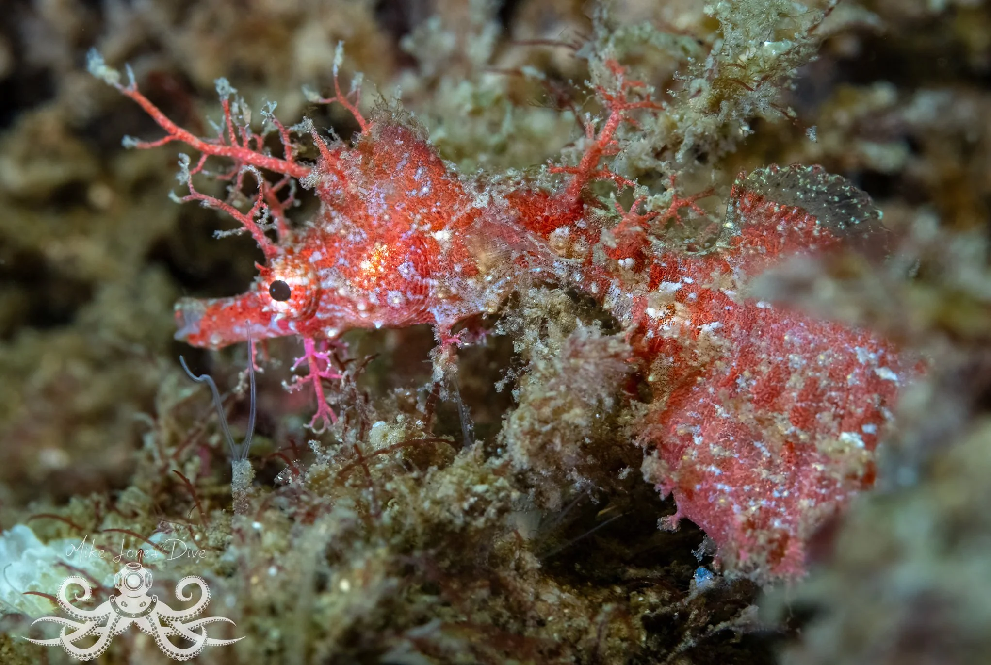 species photo