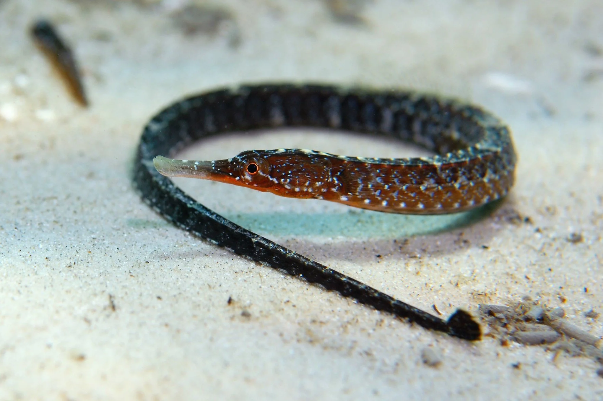 species photo