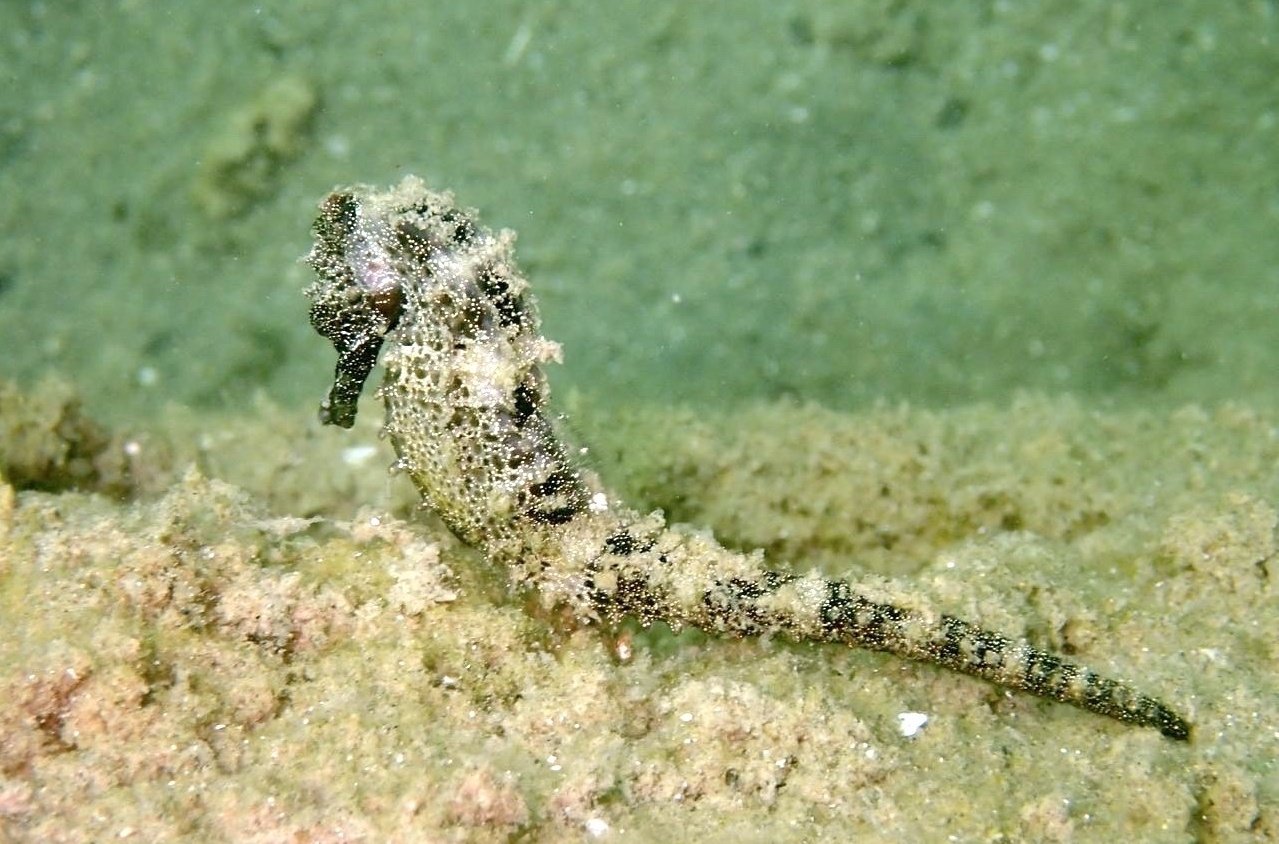 species photo