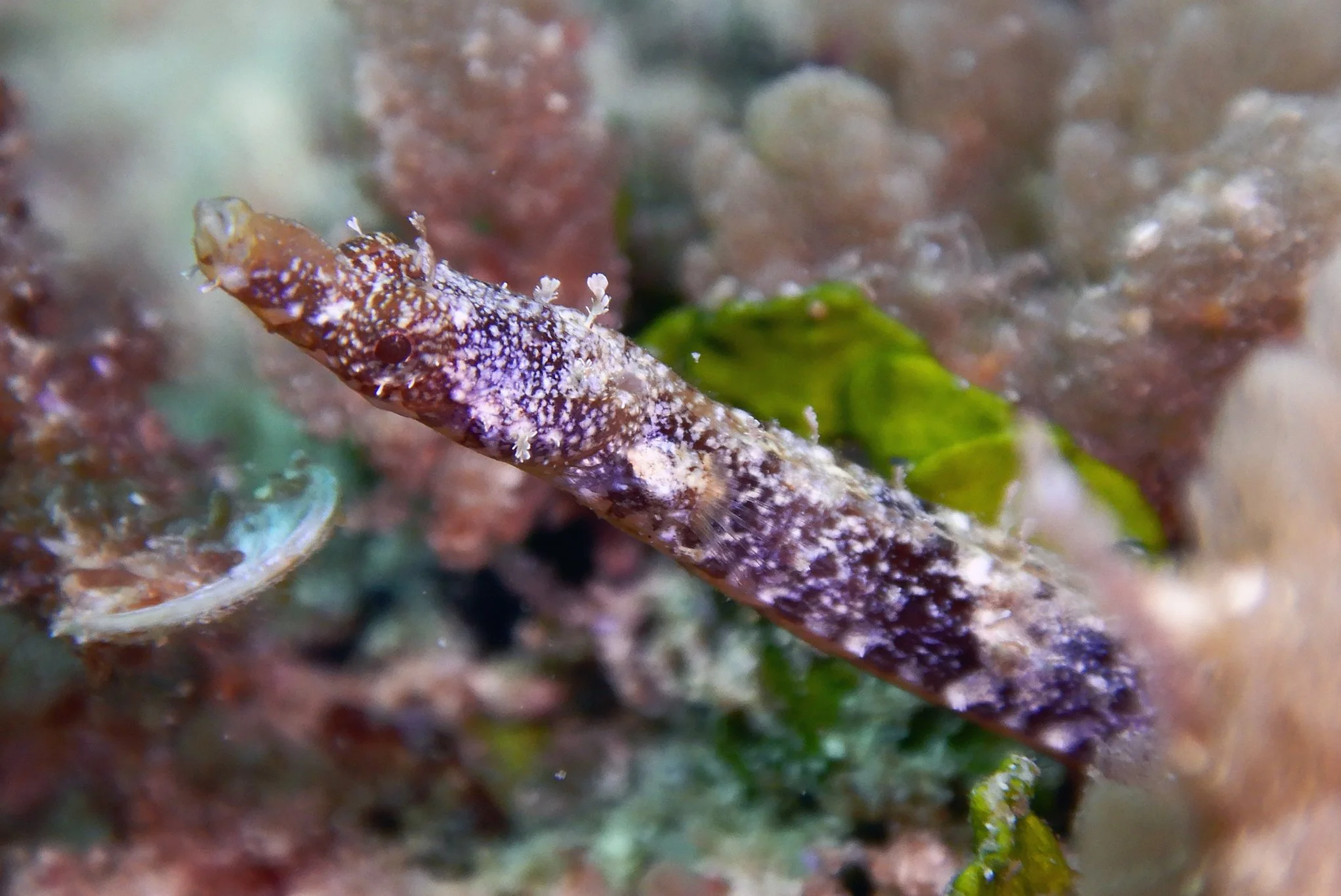 species photo