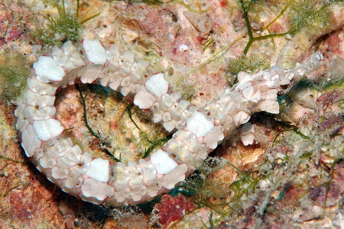species photo