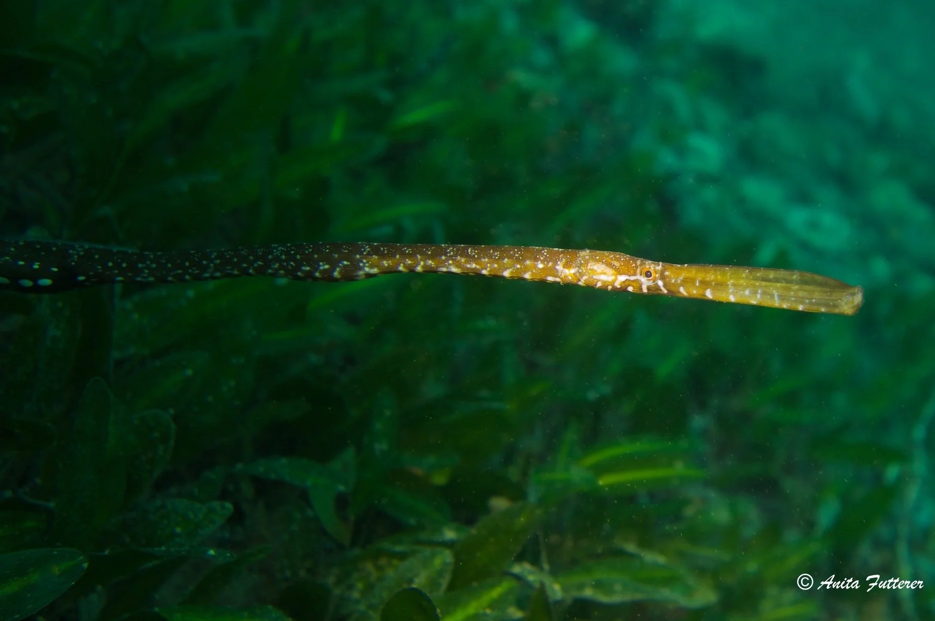 species photo