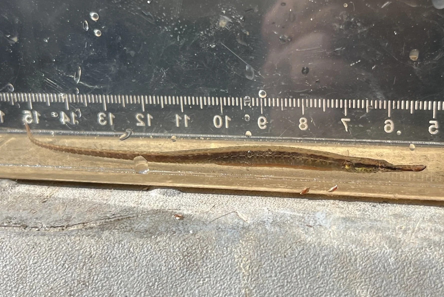 species photo