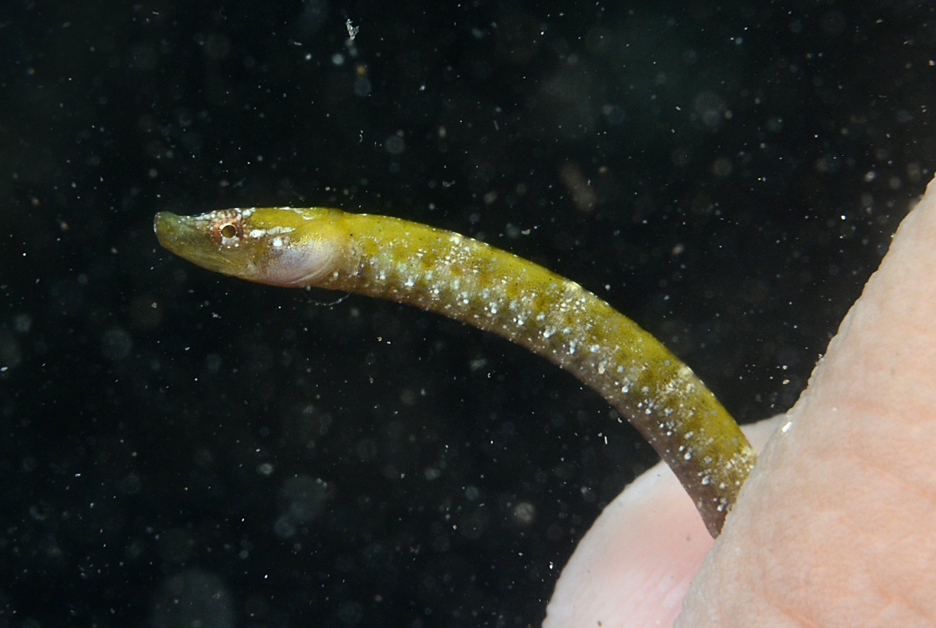 species photo