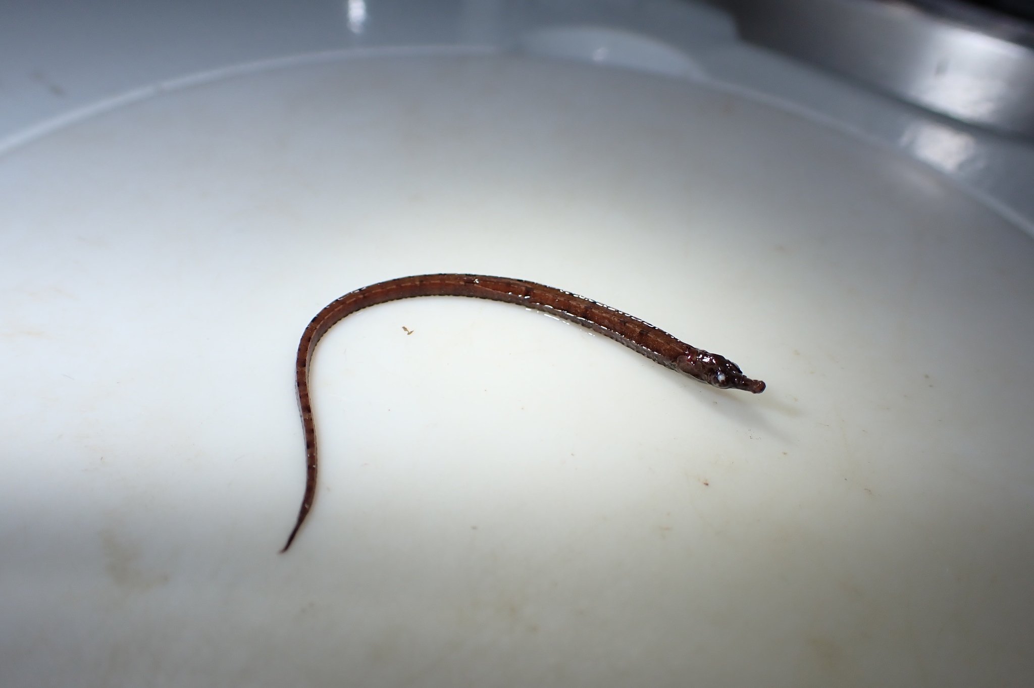 species photo
