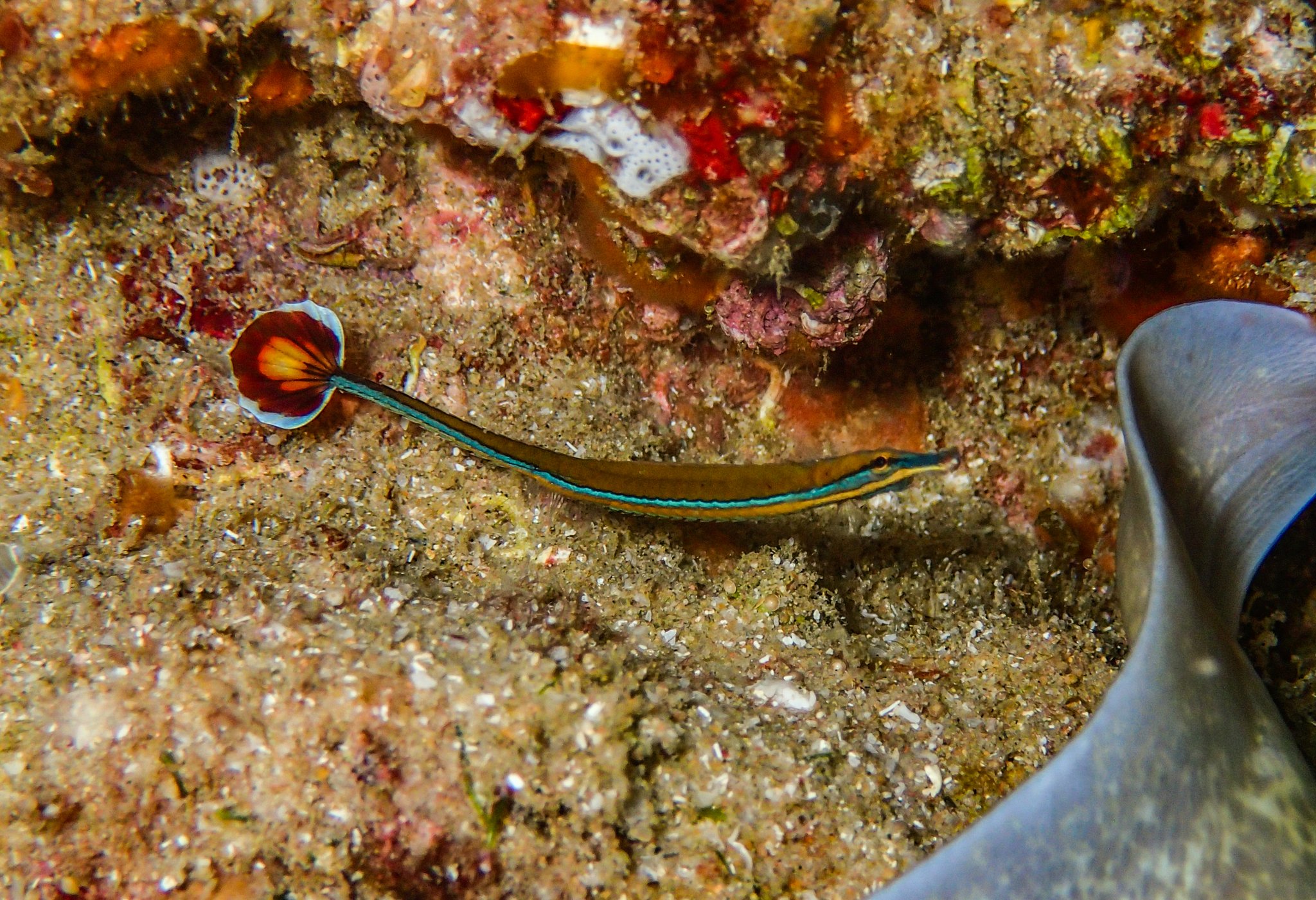 species photo