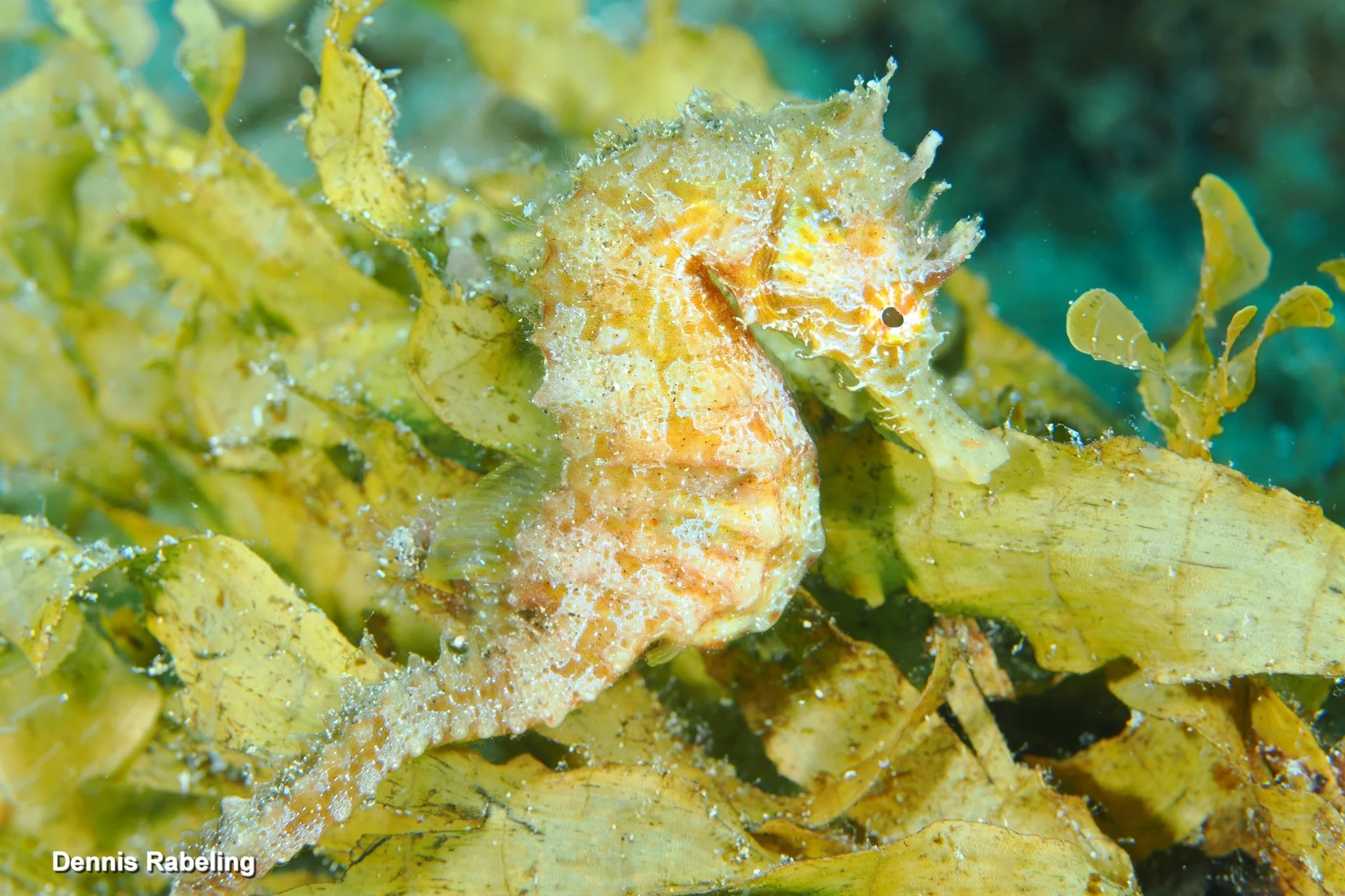 species photo