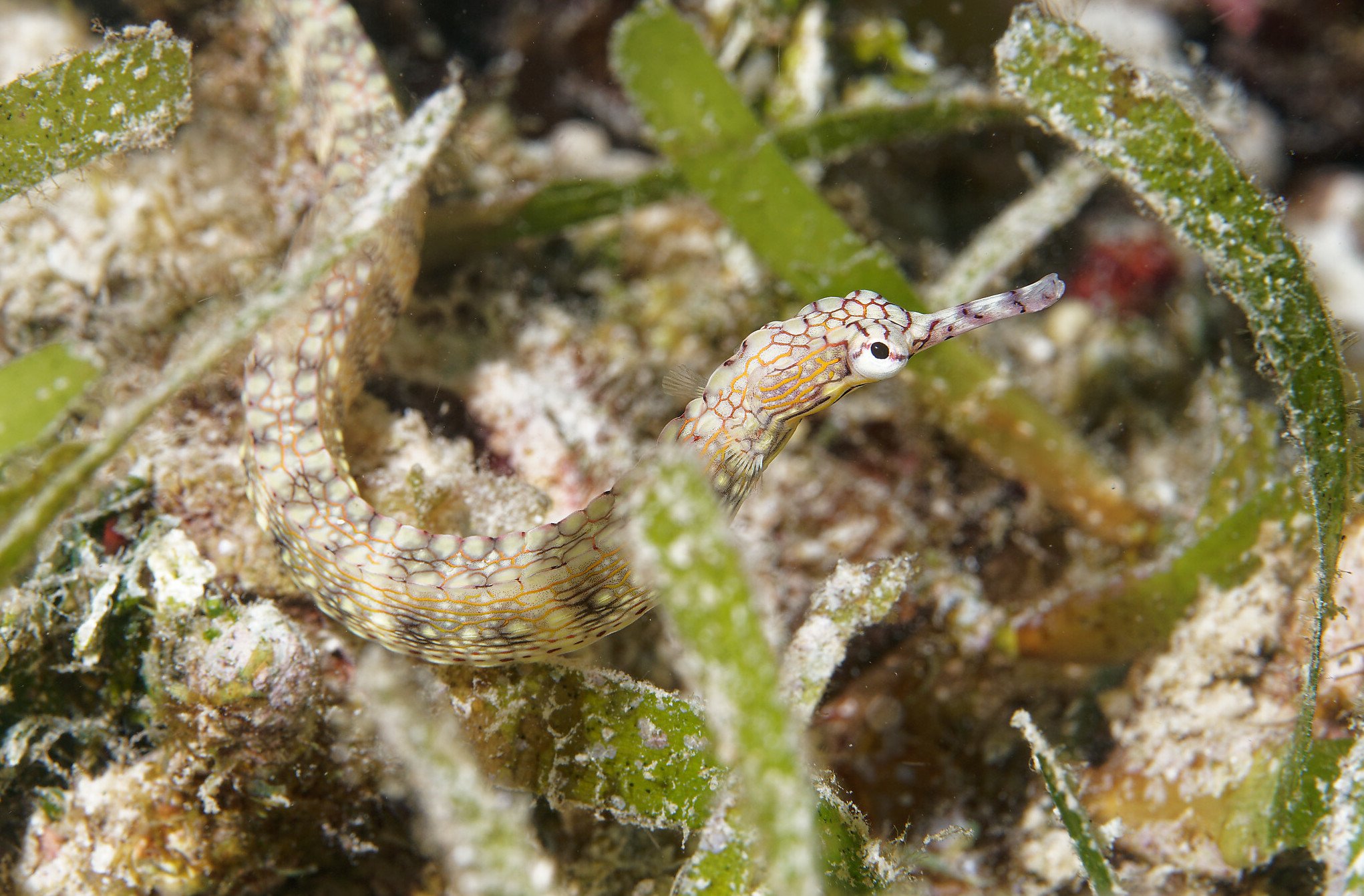 species photo