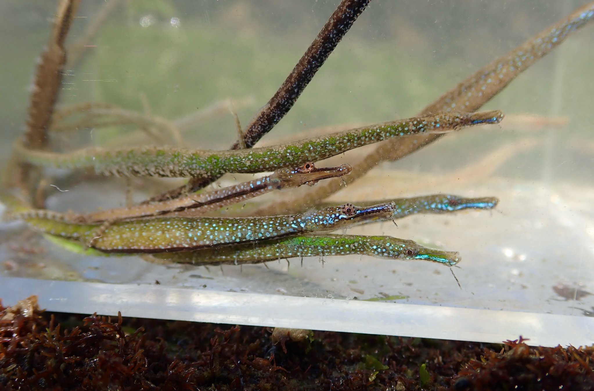 species photo