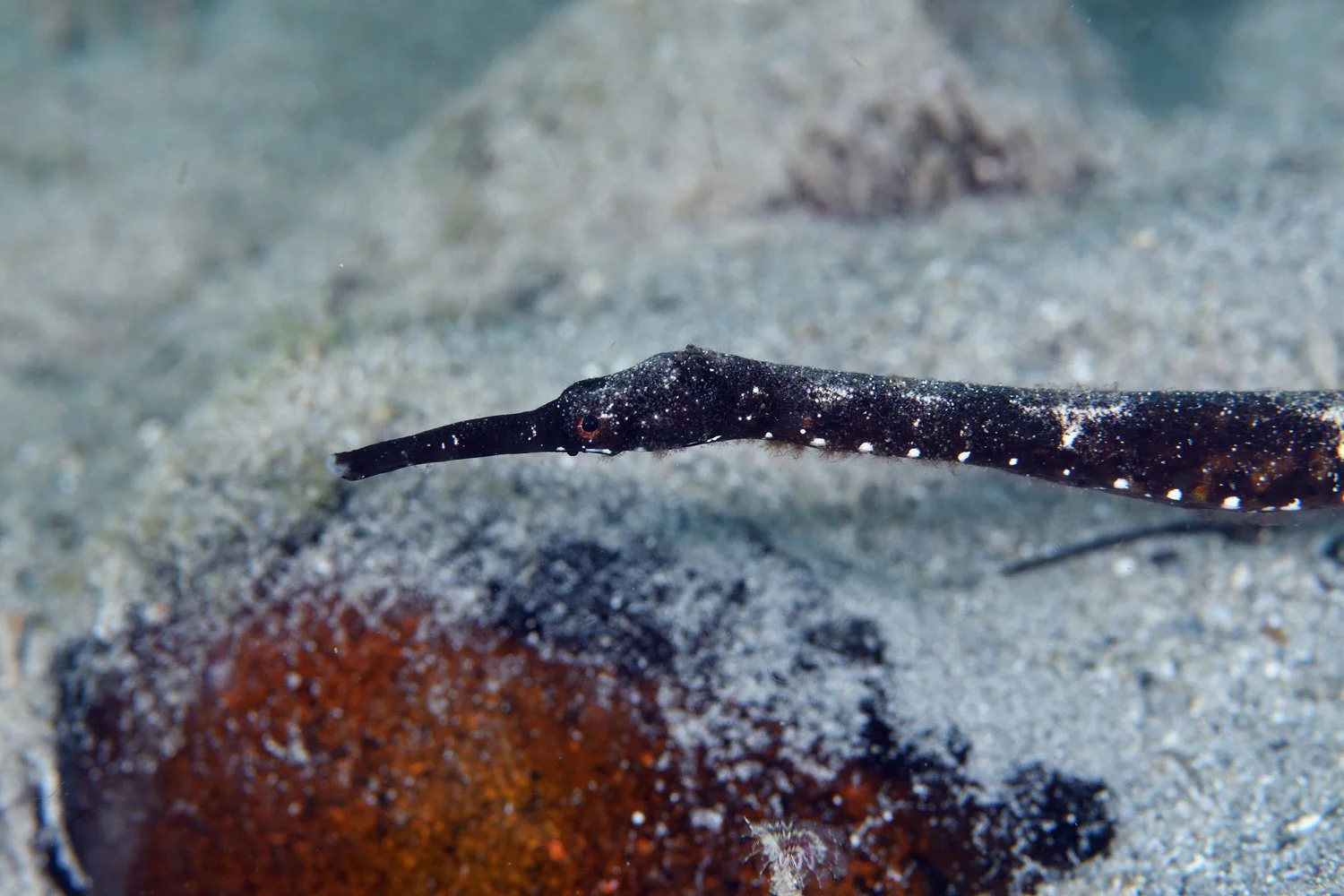species photo