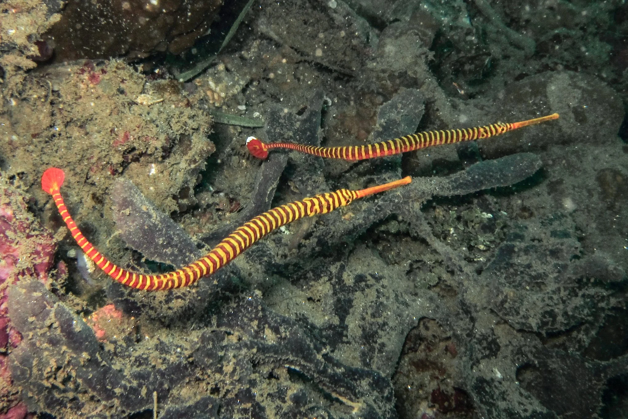 species photo