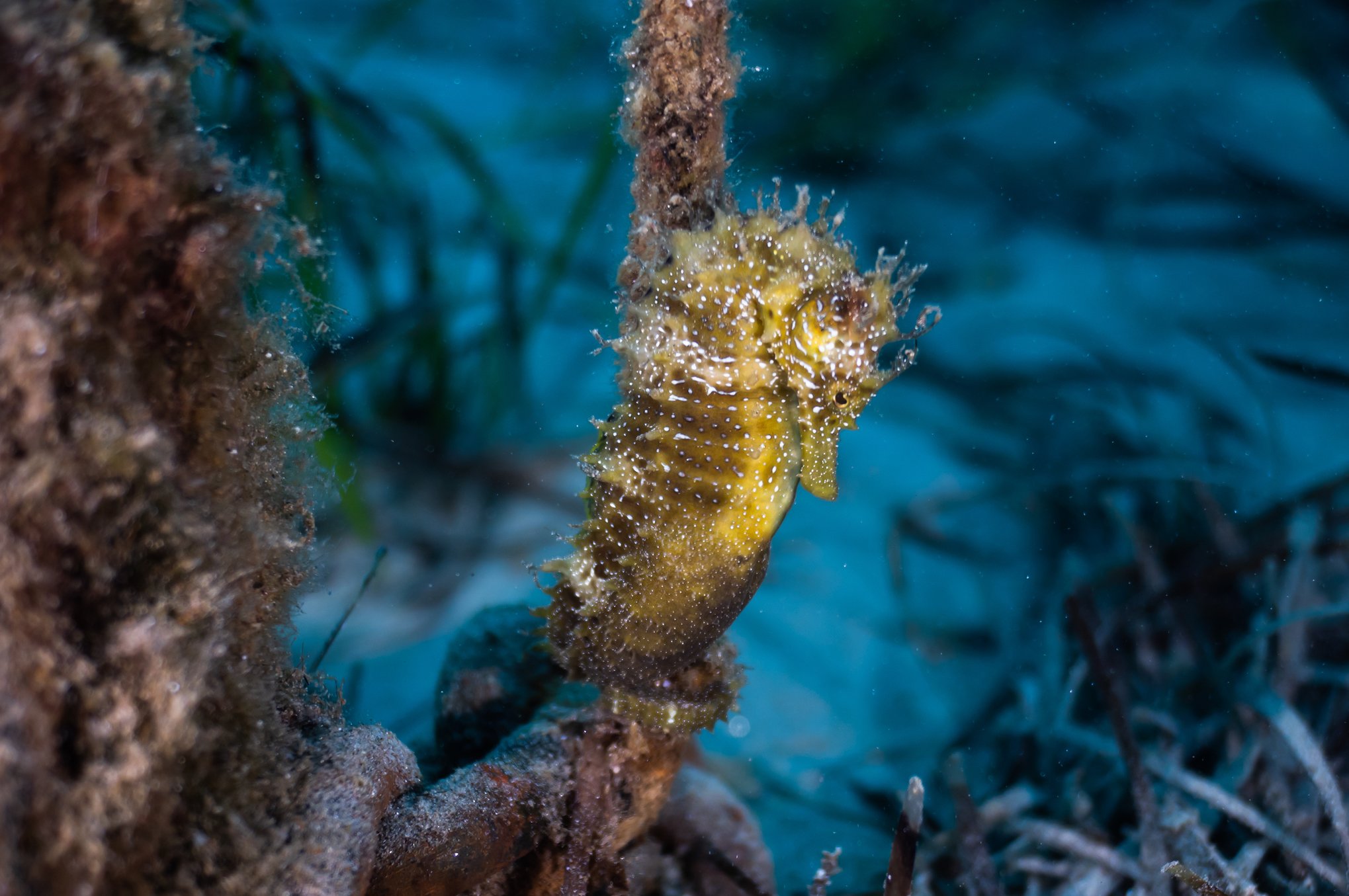 species photo