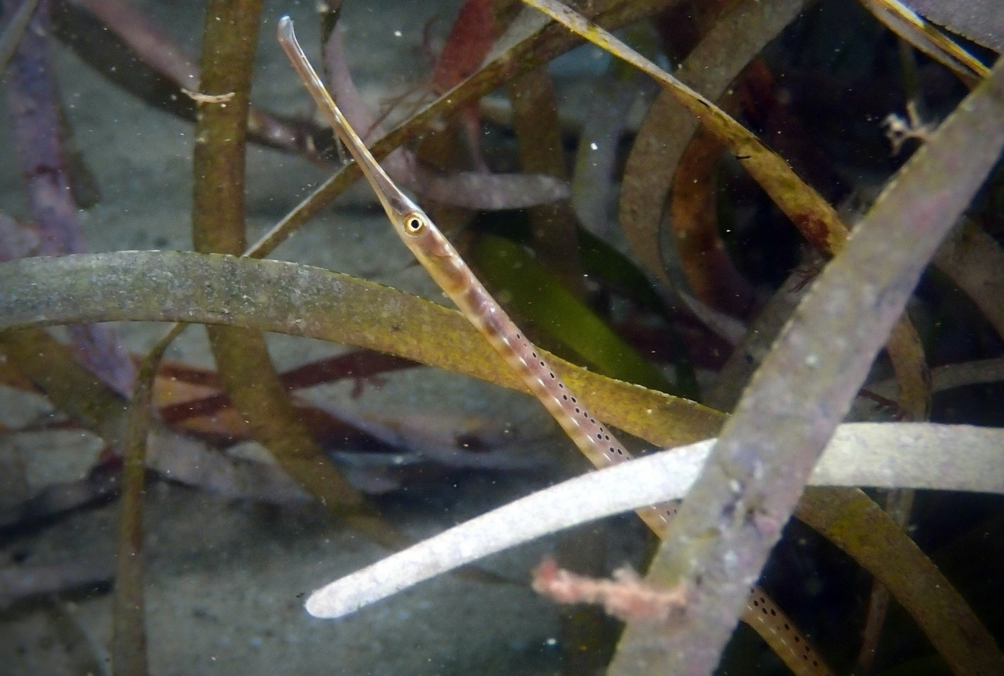 species photo