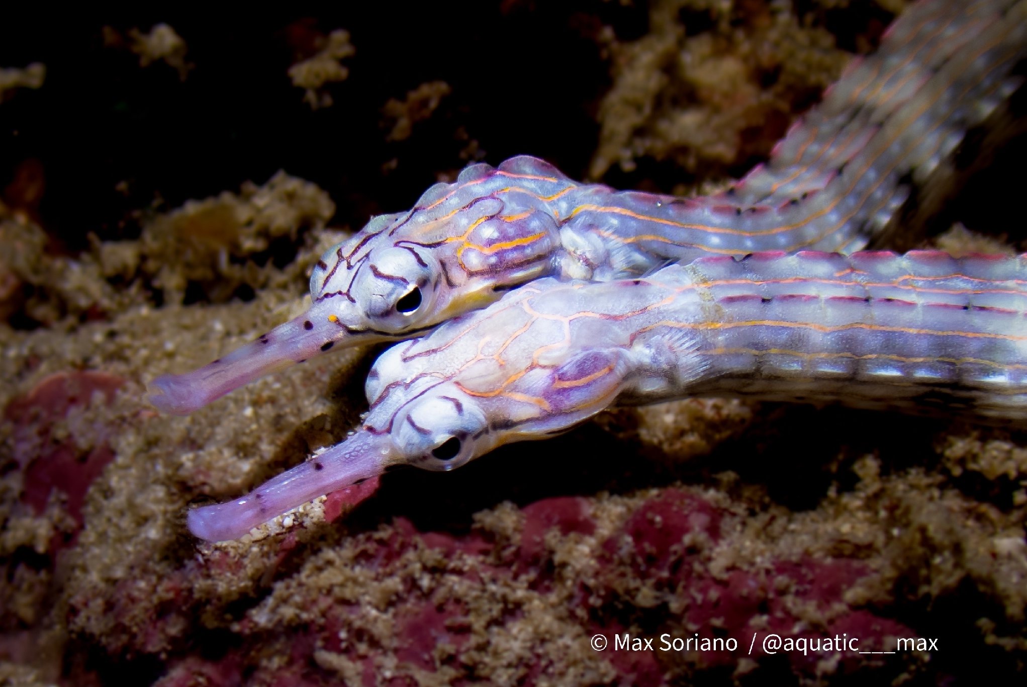 species photo