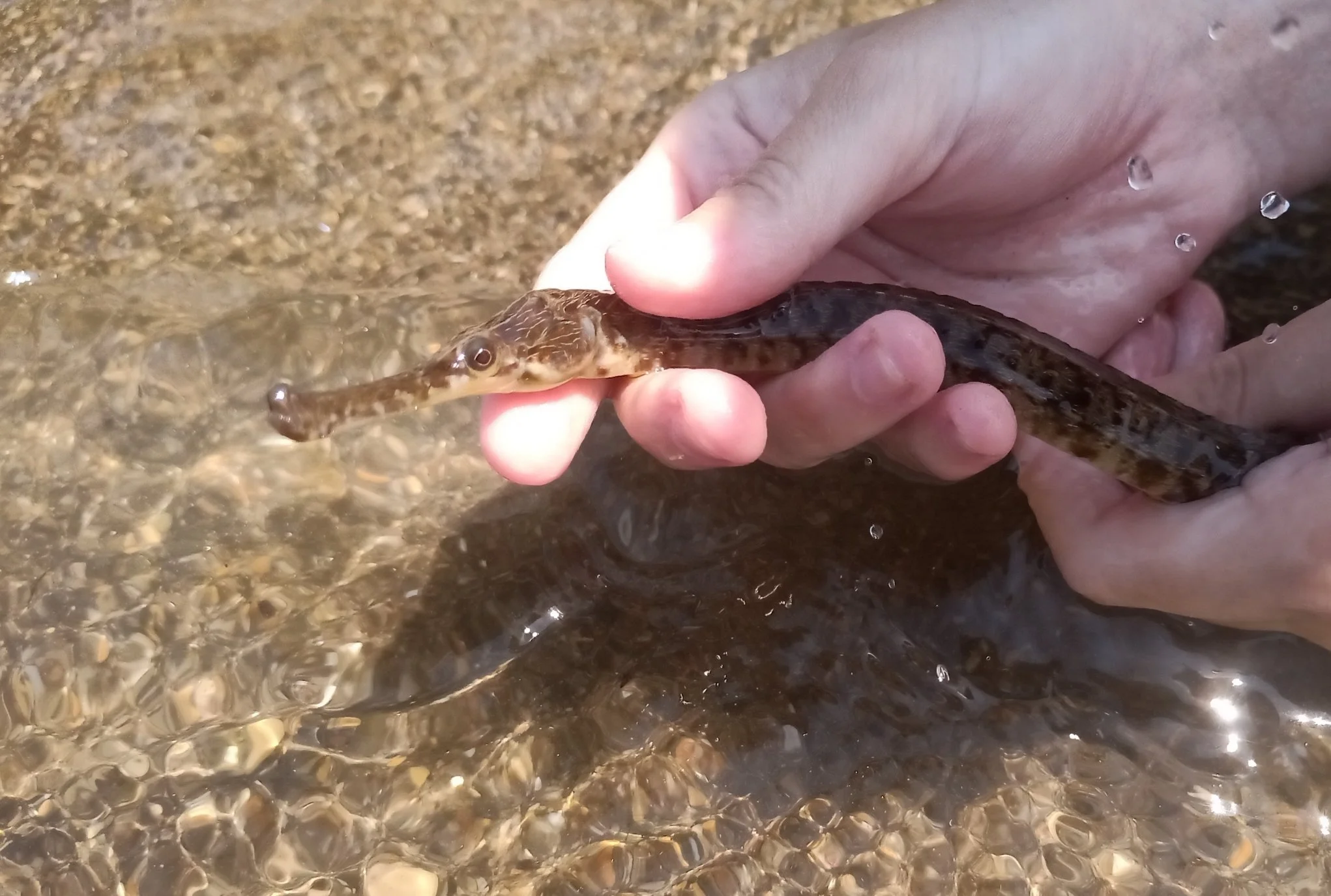 species photo