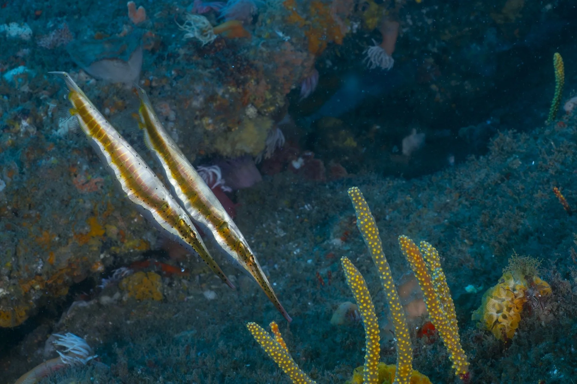 a_punctulatus_aspearton_inat