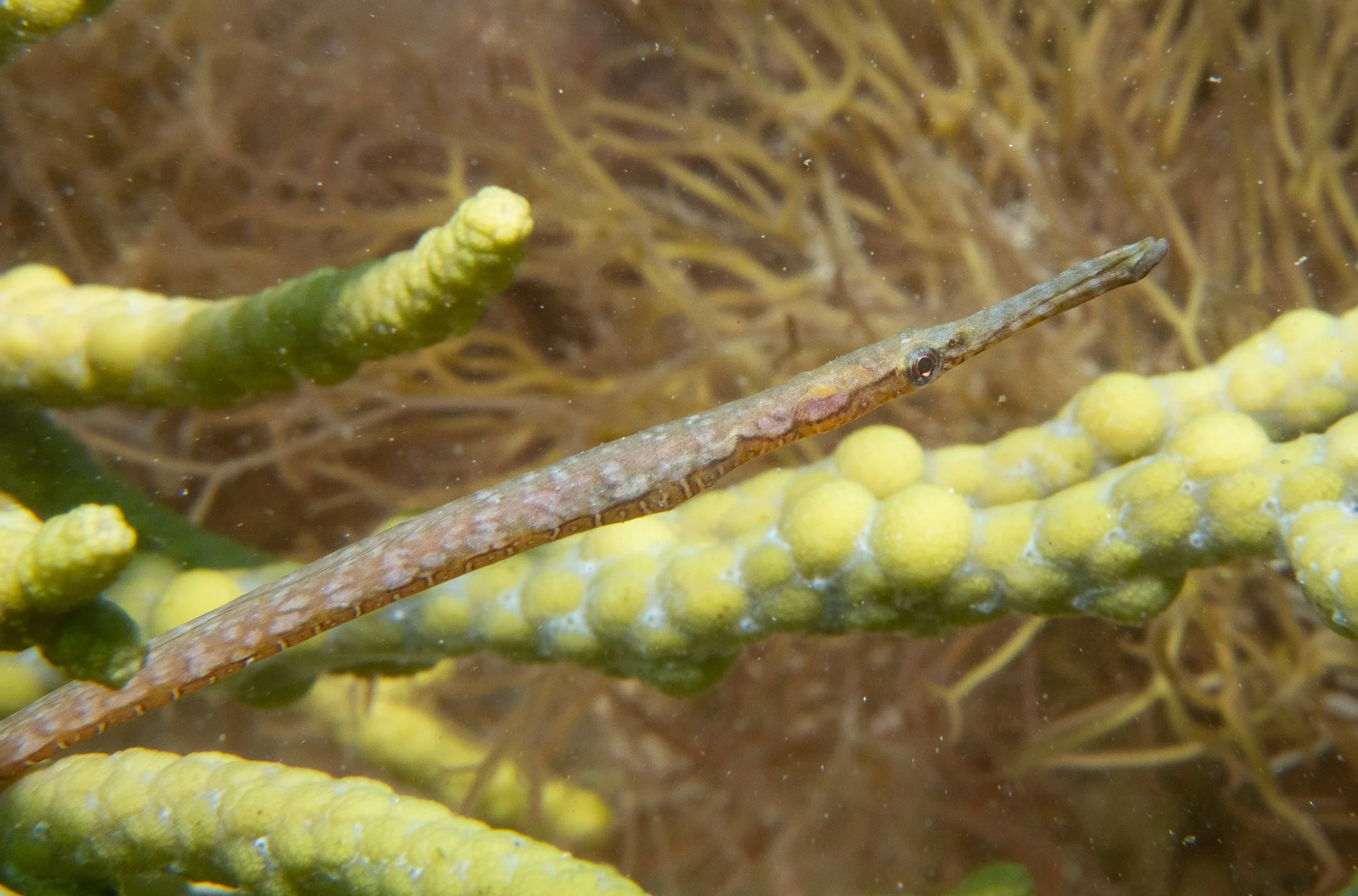 species photo