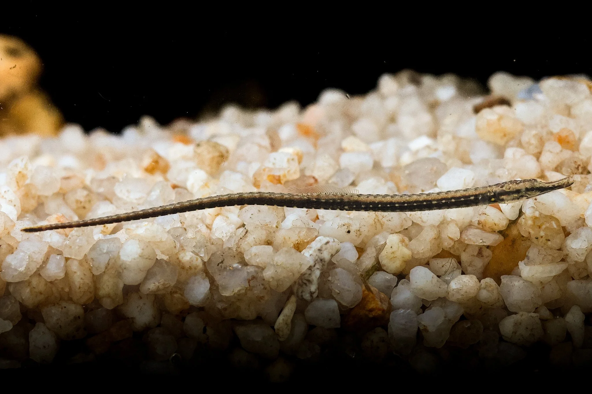species photo