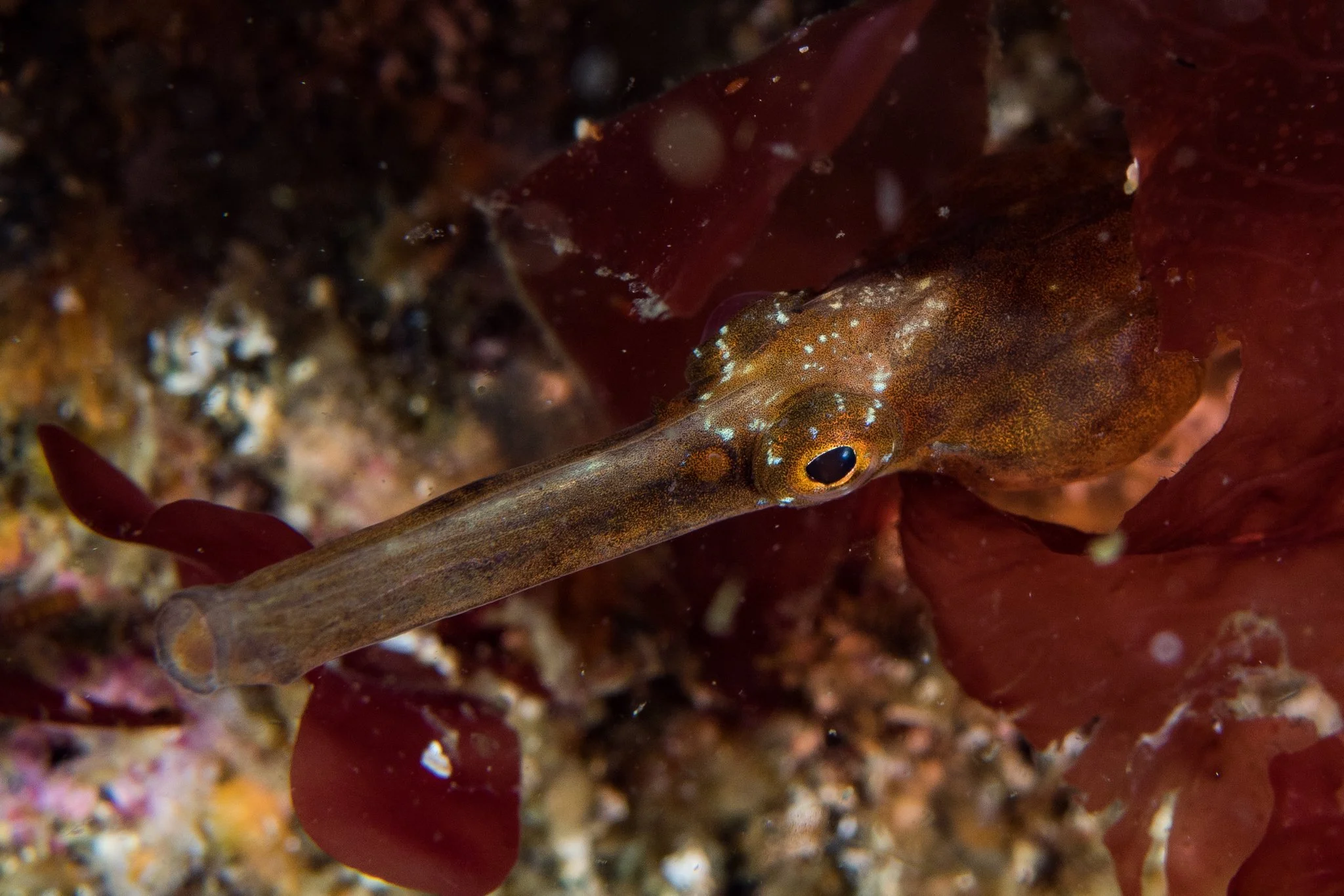 species photo