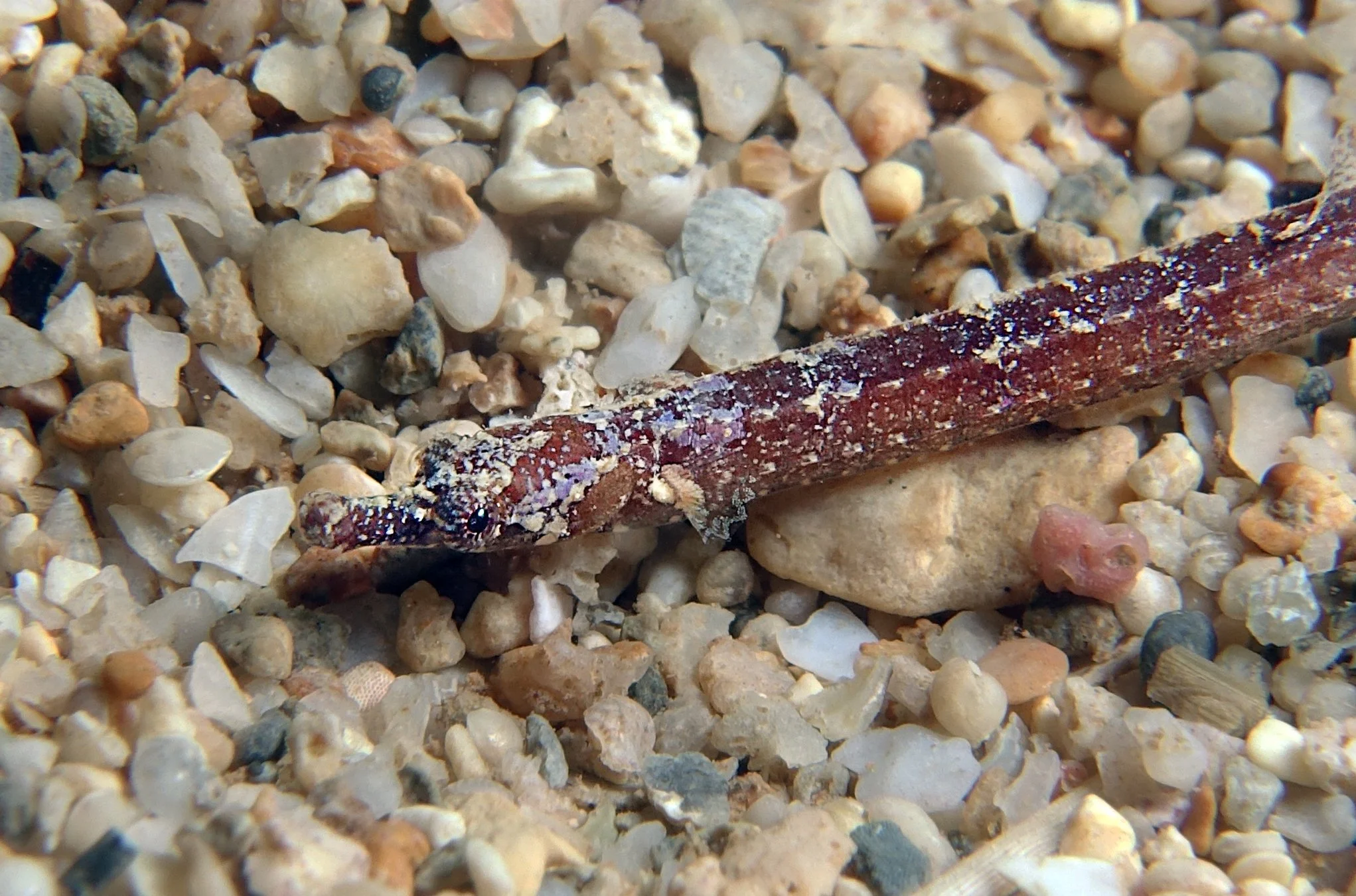 species photo