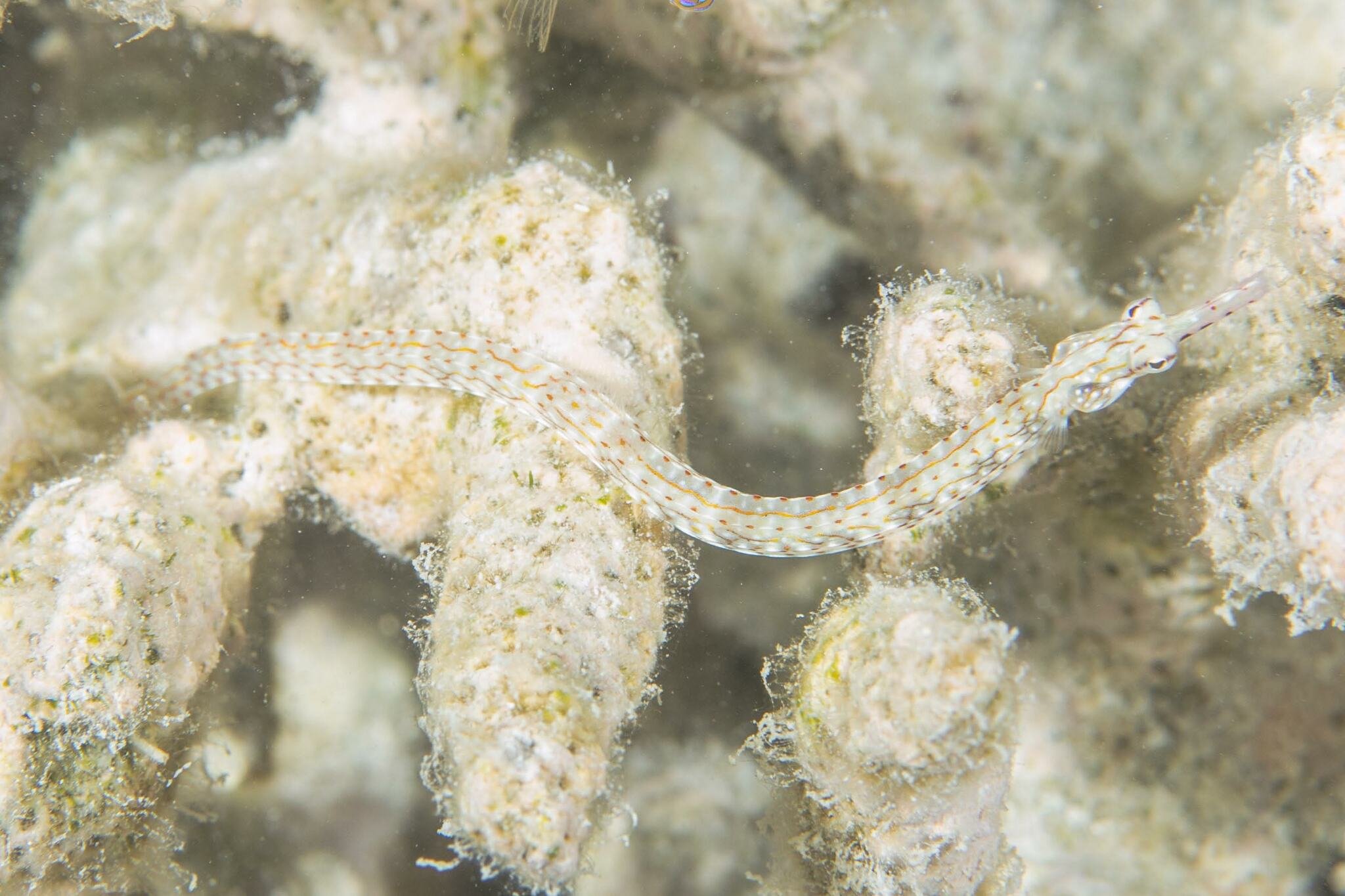 species photo