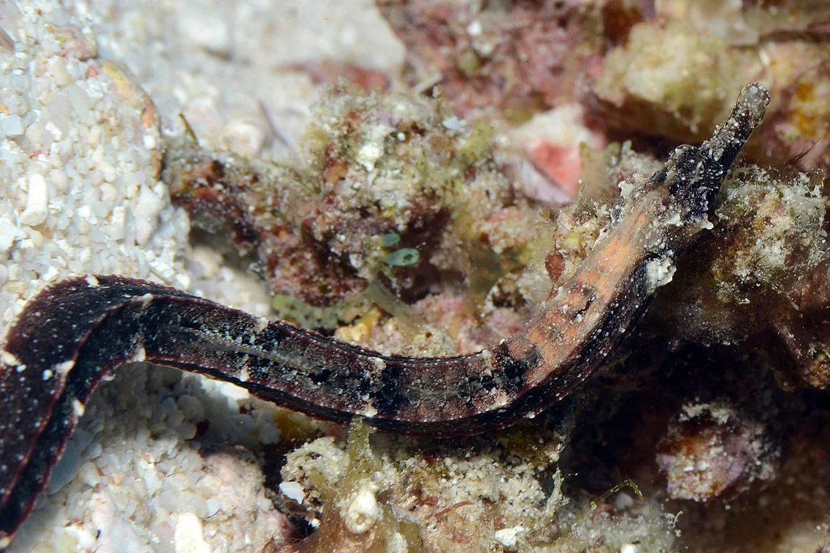 species photo