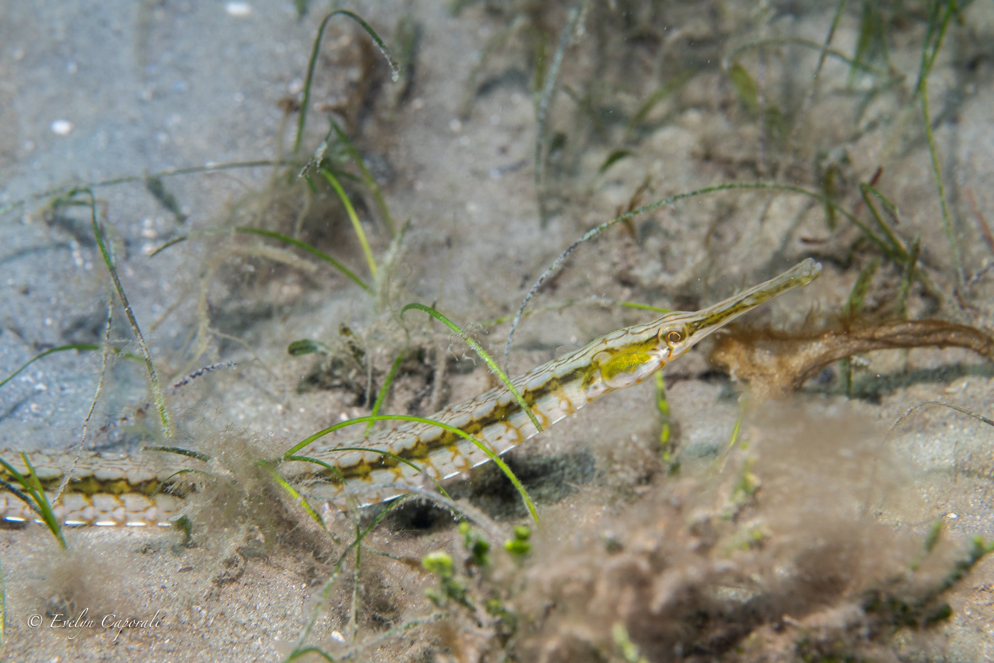 species photo