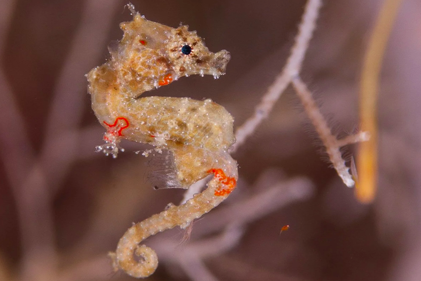species photo