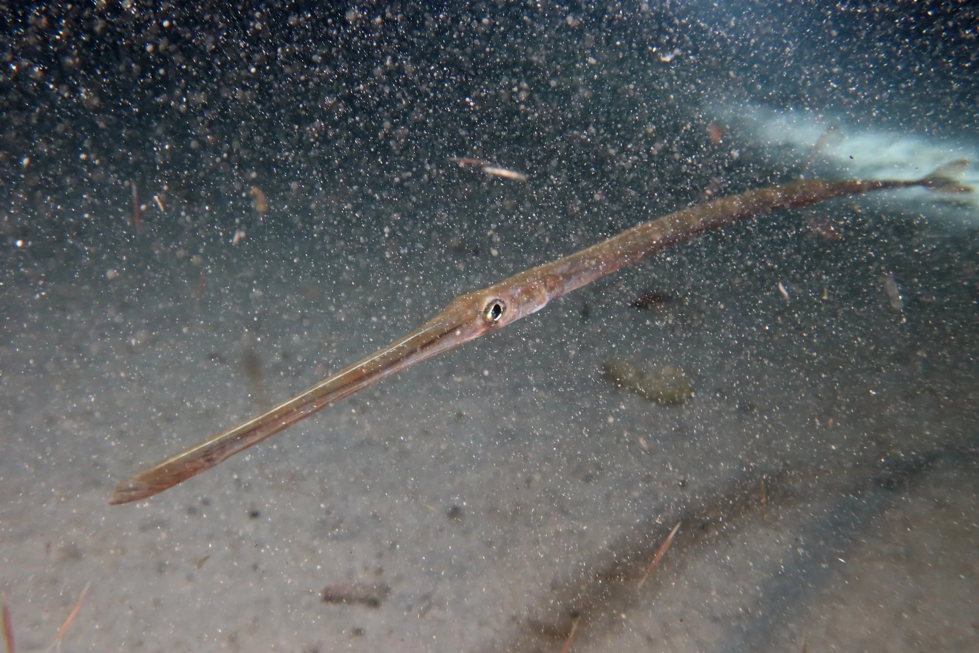 xrufray_inat_petimba