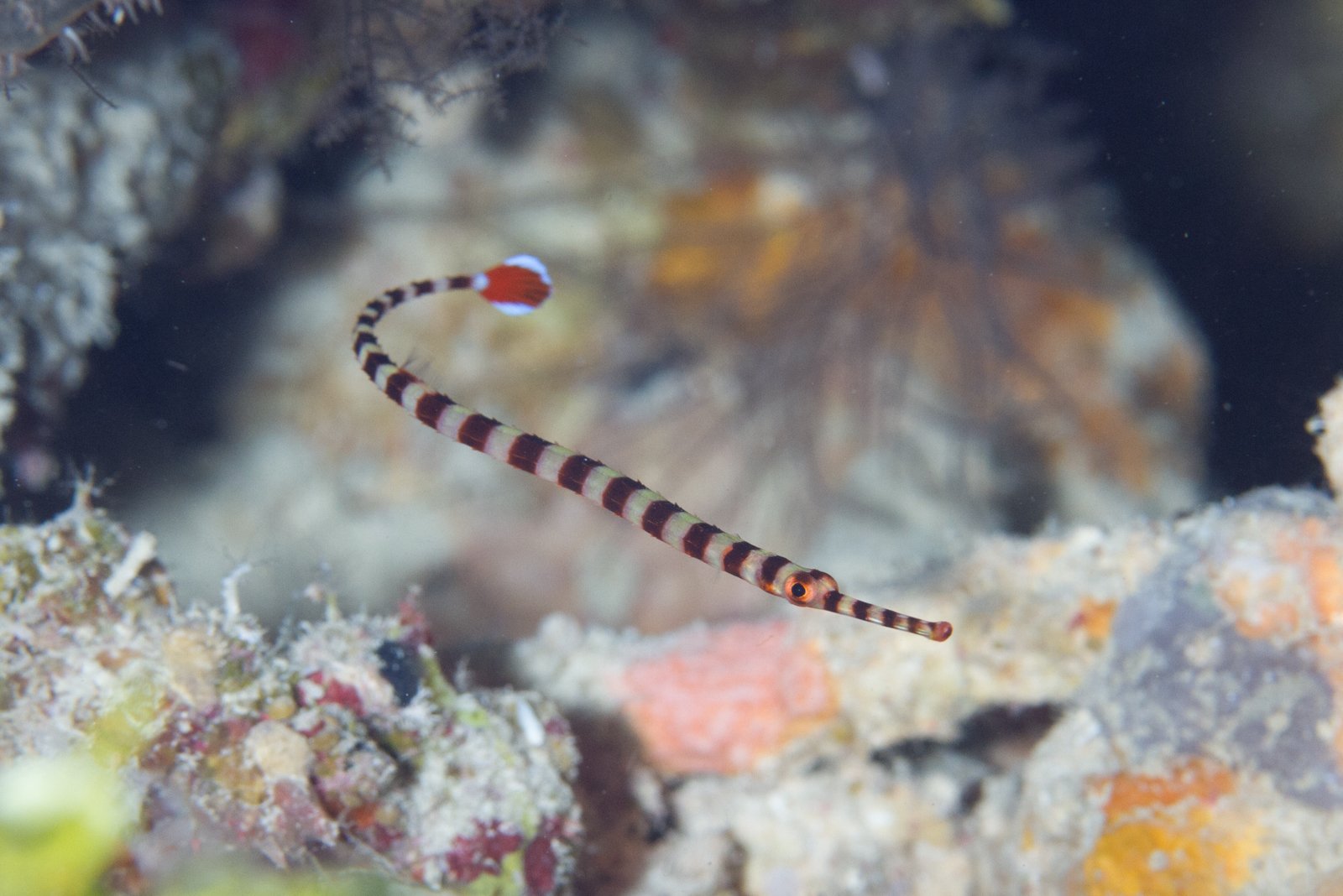 species photo