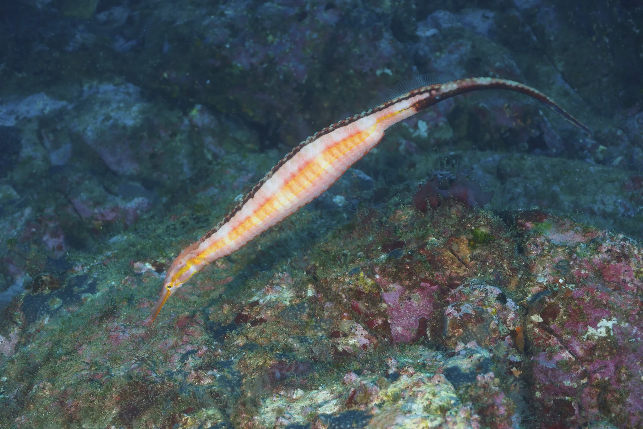 species photo