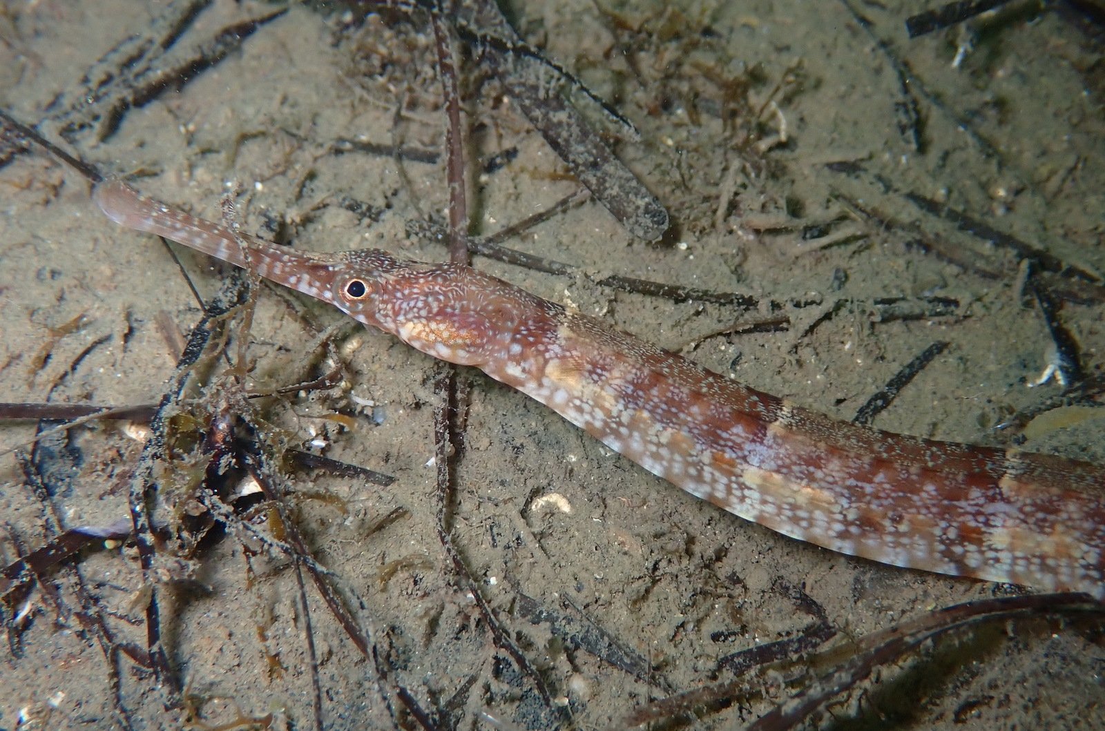 species photo