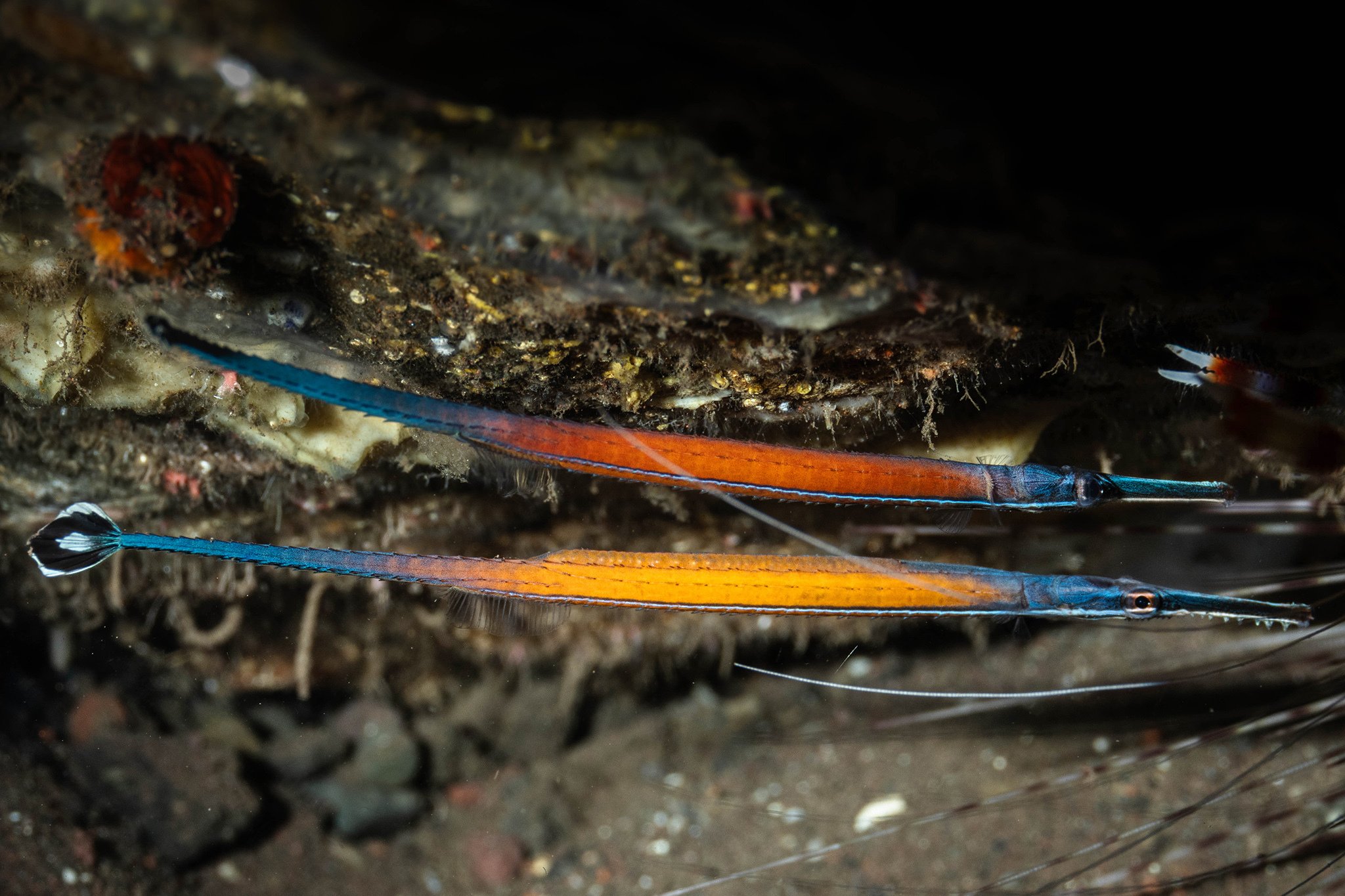 species photo