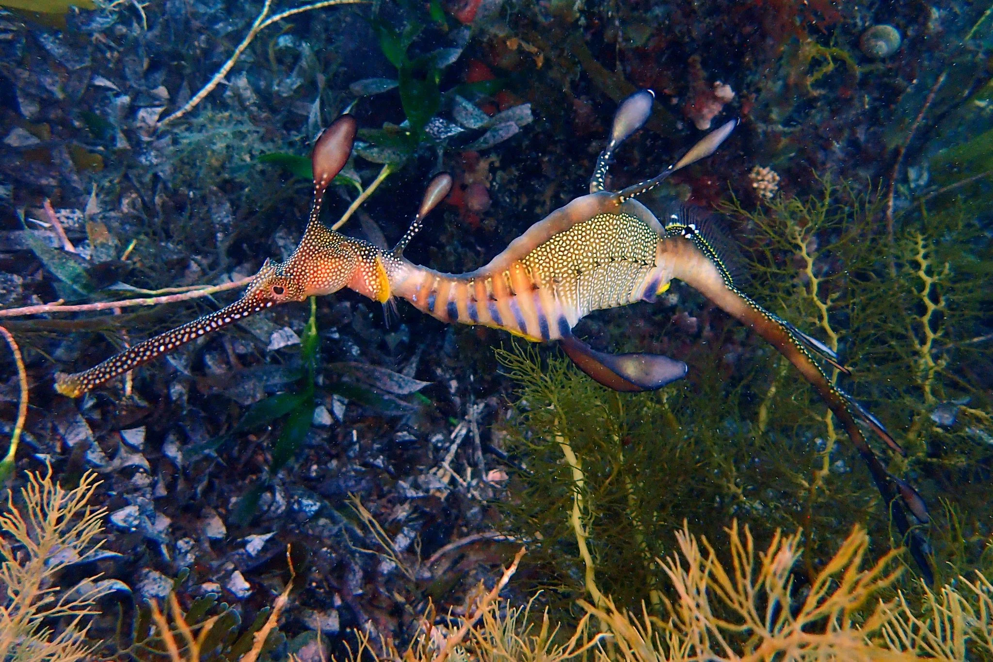 species photo