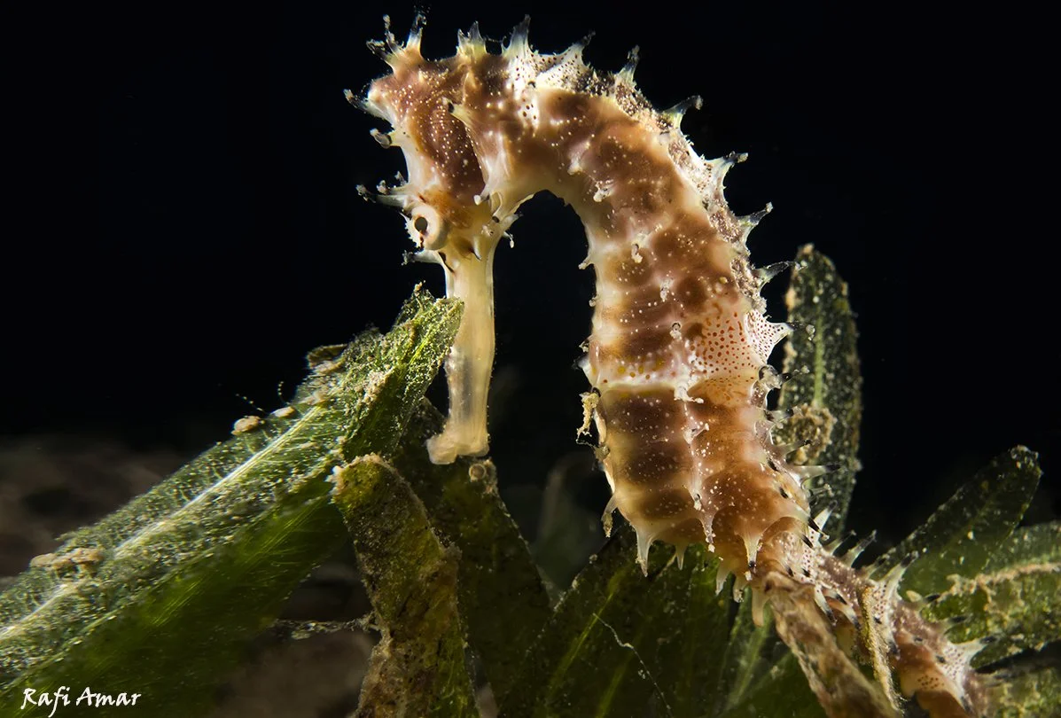 species photo