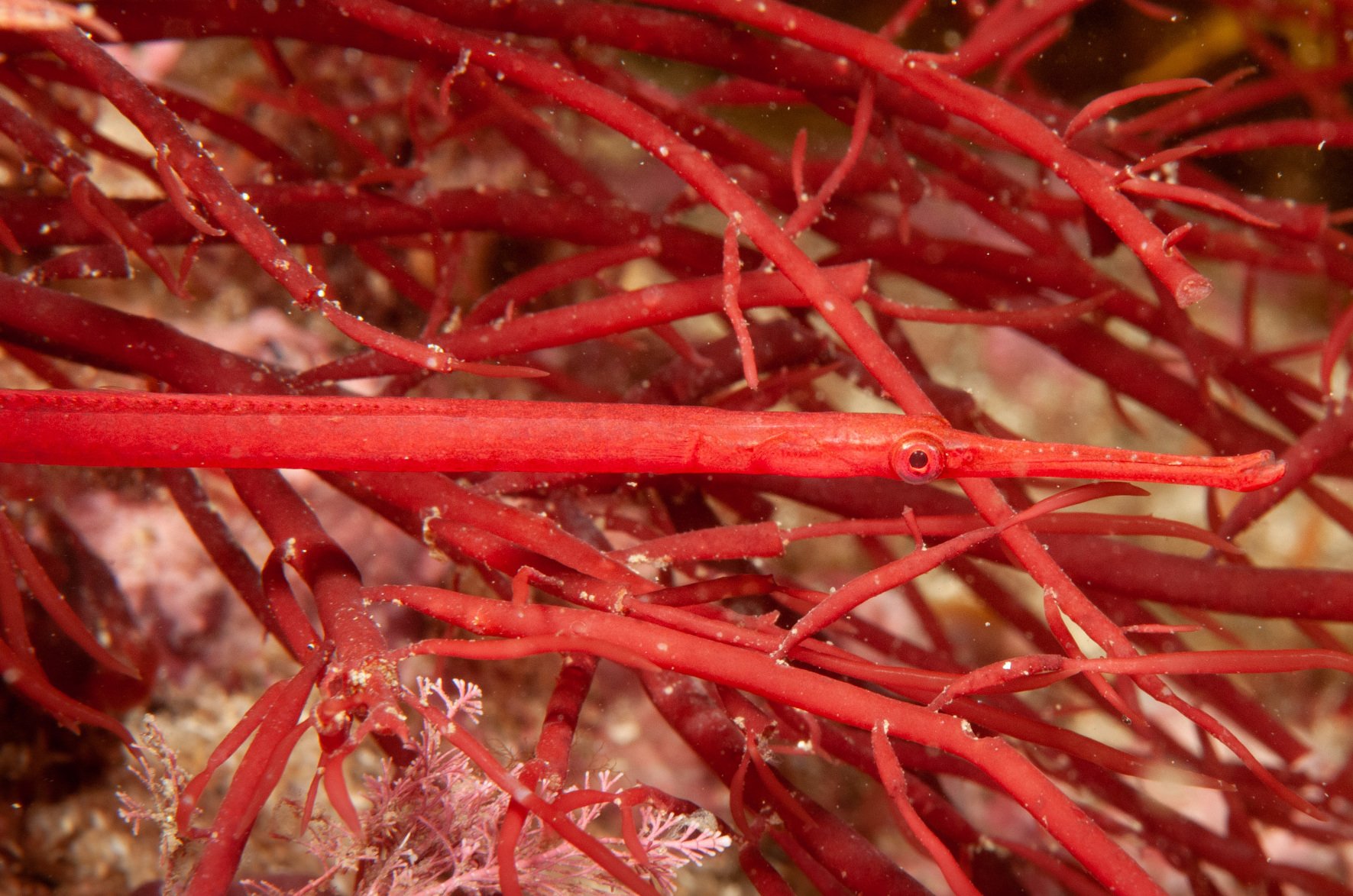 species photo