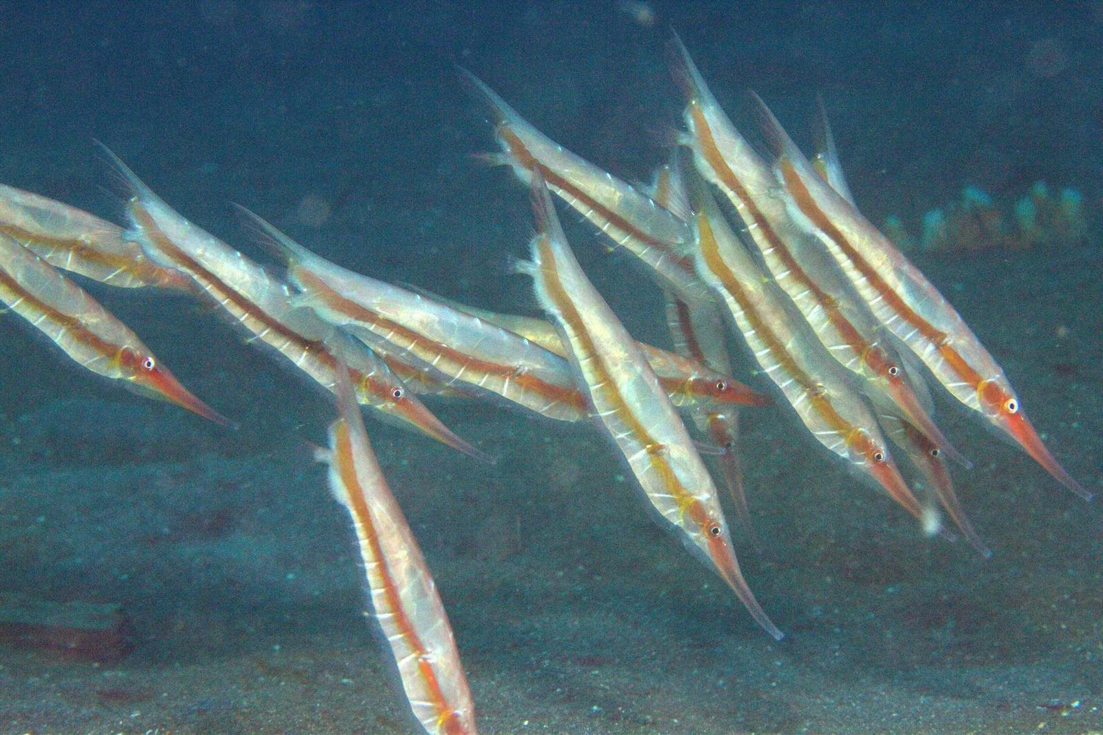  centriscus_scutatus_craigjhowe_inat