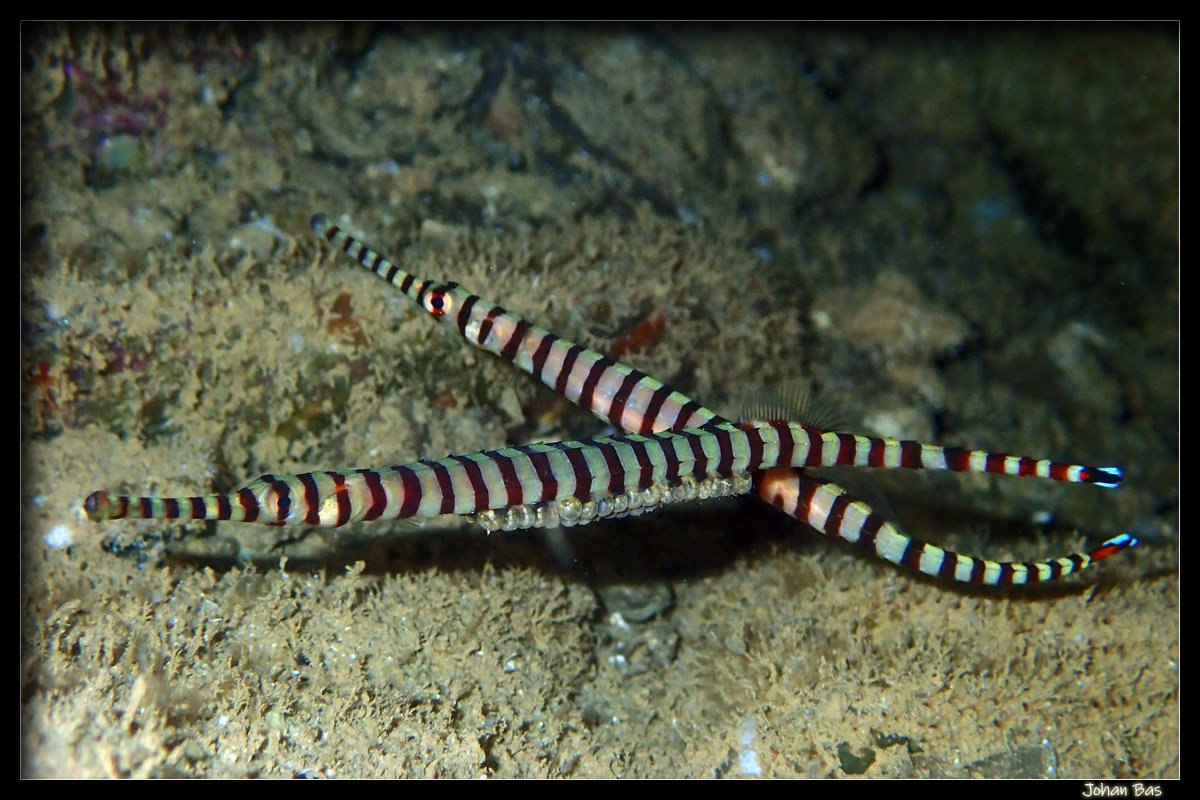 species photo