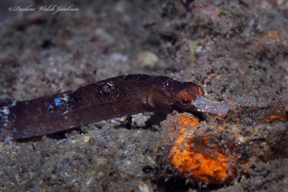 species photo