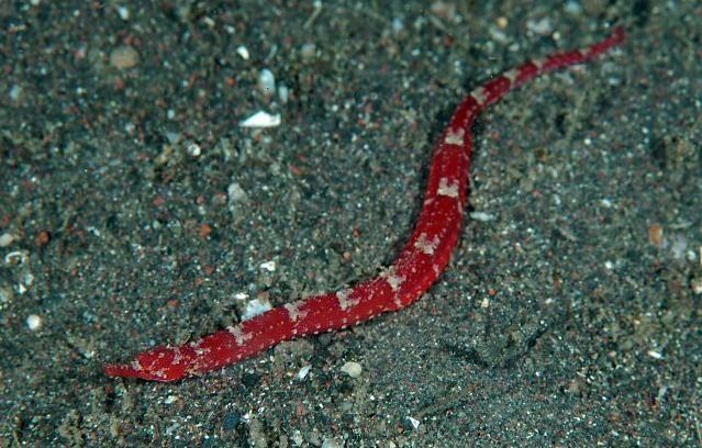species photo
