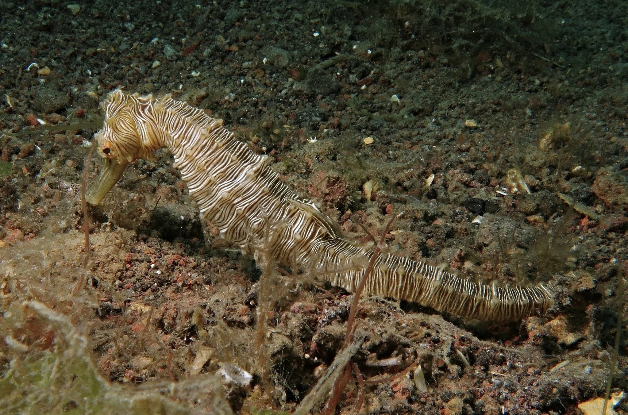 species photo