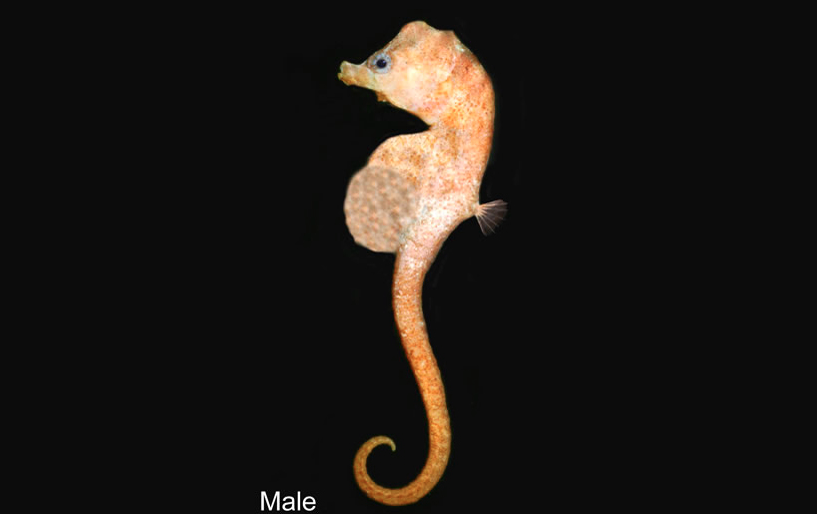 species photo